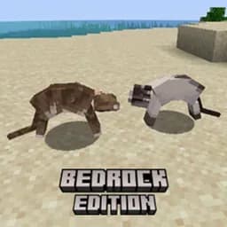 Kedi Kavgası :D görsel 1